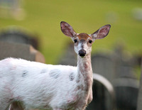 This Albino deer was seen by many wandering around the cemetery and nearby lands a lot during the summer of 2009.   It walked right behind me down the hill when I was looking for deer up the hill.  Ve