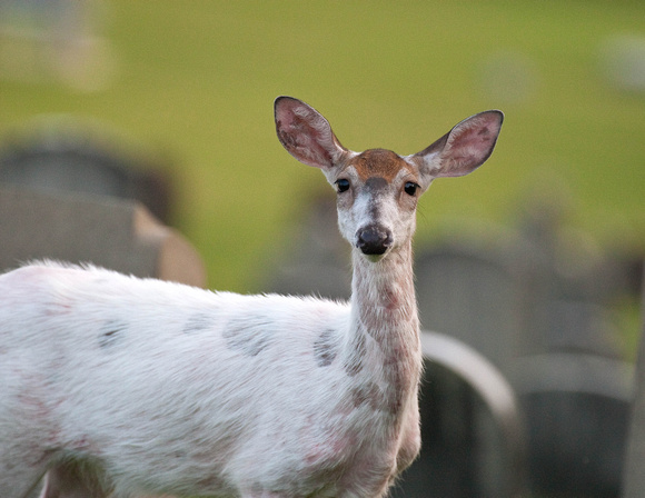 This Albino deer was seen by many wandering around the cemetery and nearby lands a lot during the summer of 2009.   It walked right behind me down the hill when I was looking for deer up the hill.  Ve